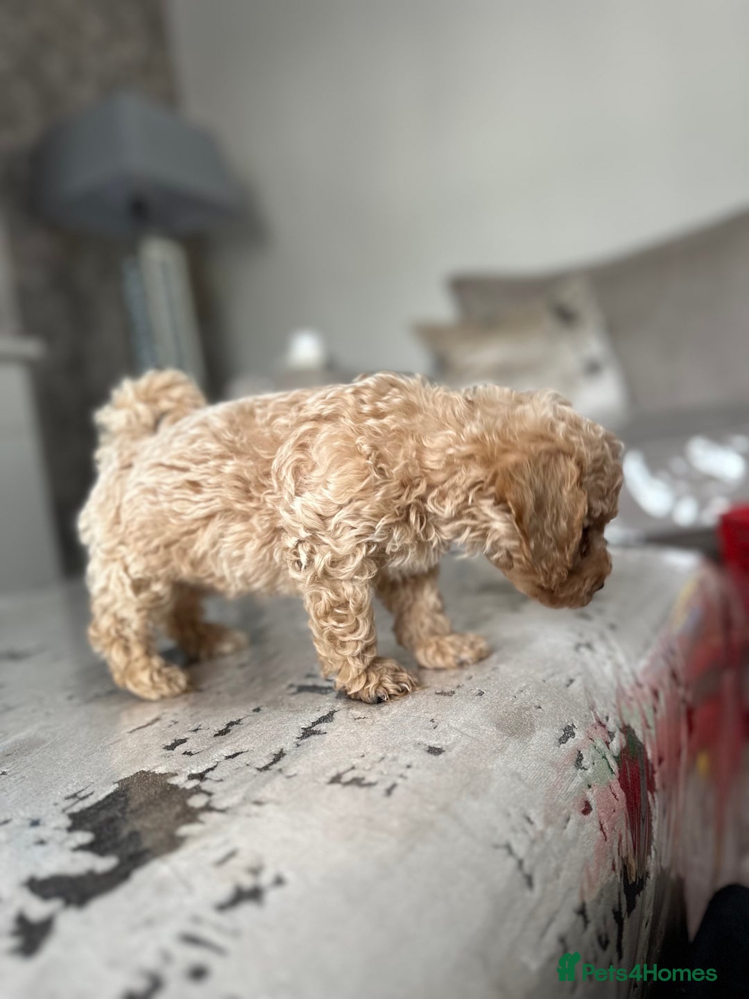 Poochon dogs for sale: F1 Poochon Puppies - 1 boy left - Image 4