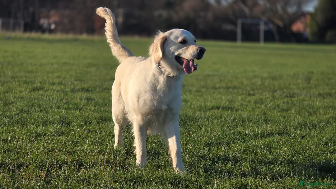 Golden Retriever dogs for sale: Golden Retriever Puppies – Reservations Open💚 - Advert 1