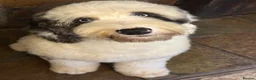 Old English Sheepdog dogs for stud: Unique midi sheepadoodle hybrid stud  - Advert 15