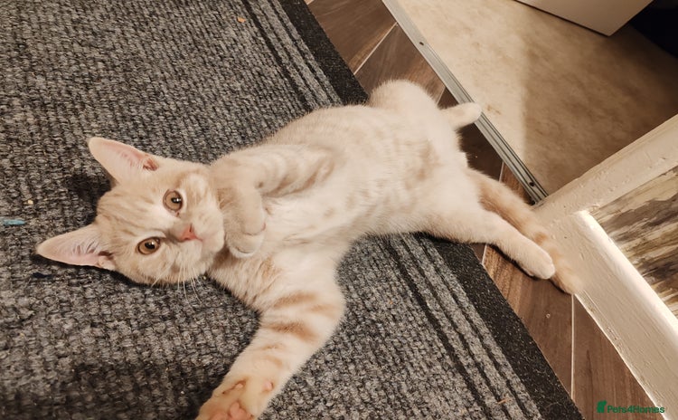 British Shorthair cats - Advert 6