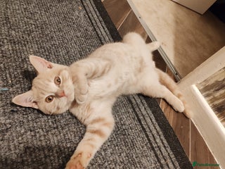 British Shorthair cats - Advert 6