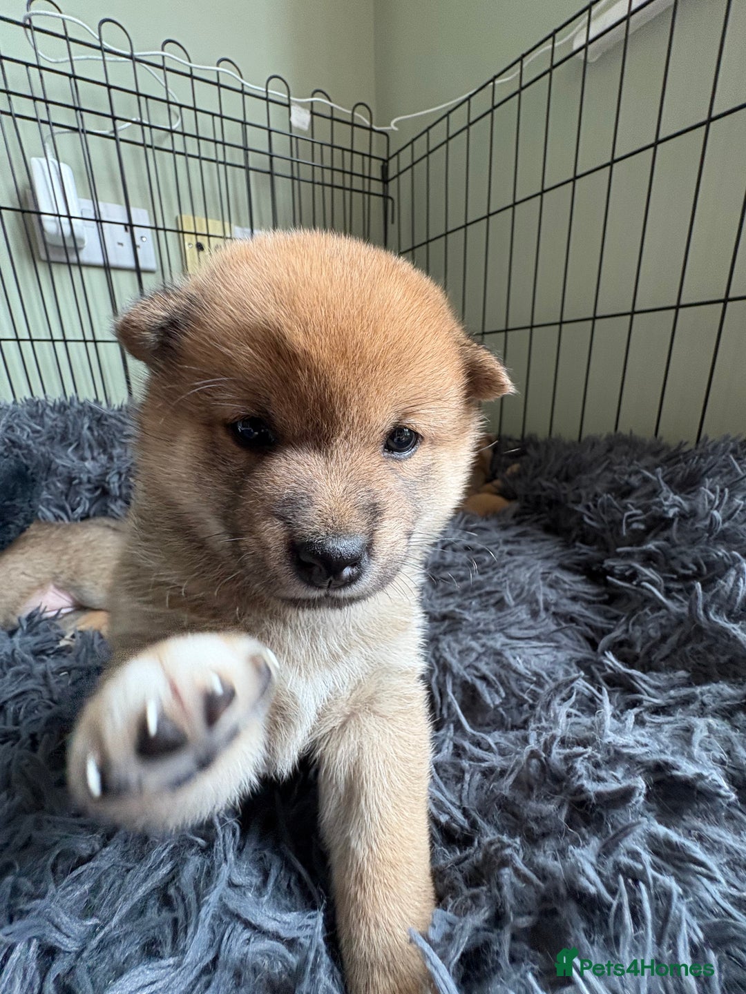 Japanese Shiba Inu dogs for sale: KC Registered Japanese Shiba-Inus  - Image 11