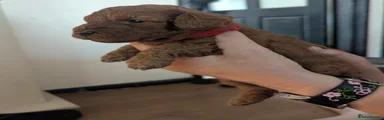 Labradoodle 2