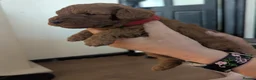 Labradoodle dogs for sale: F1B miniature labradoodle  - Advert 18