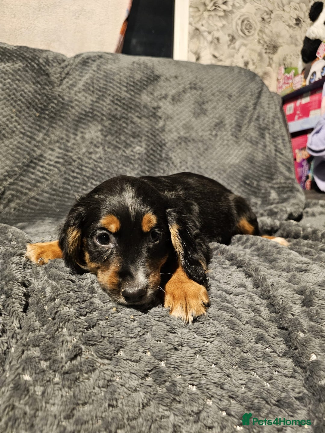 Cocker Spaniel dogs for sale: Cocker spaniels puppy's  - Advert 30