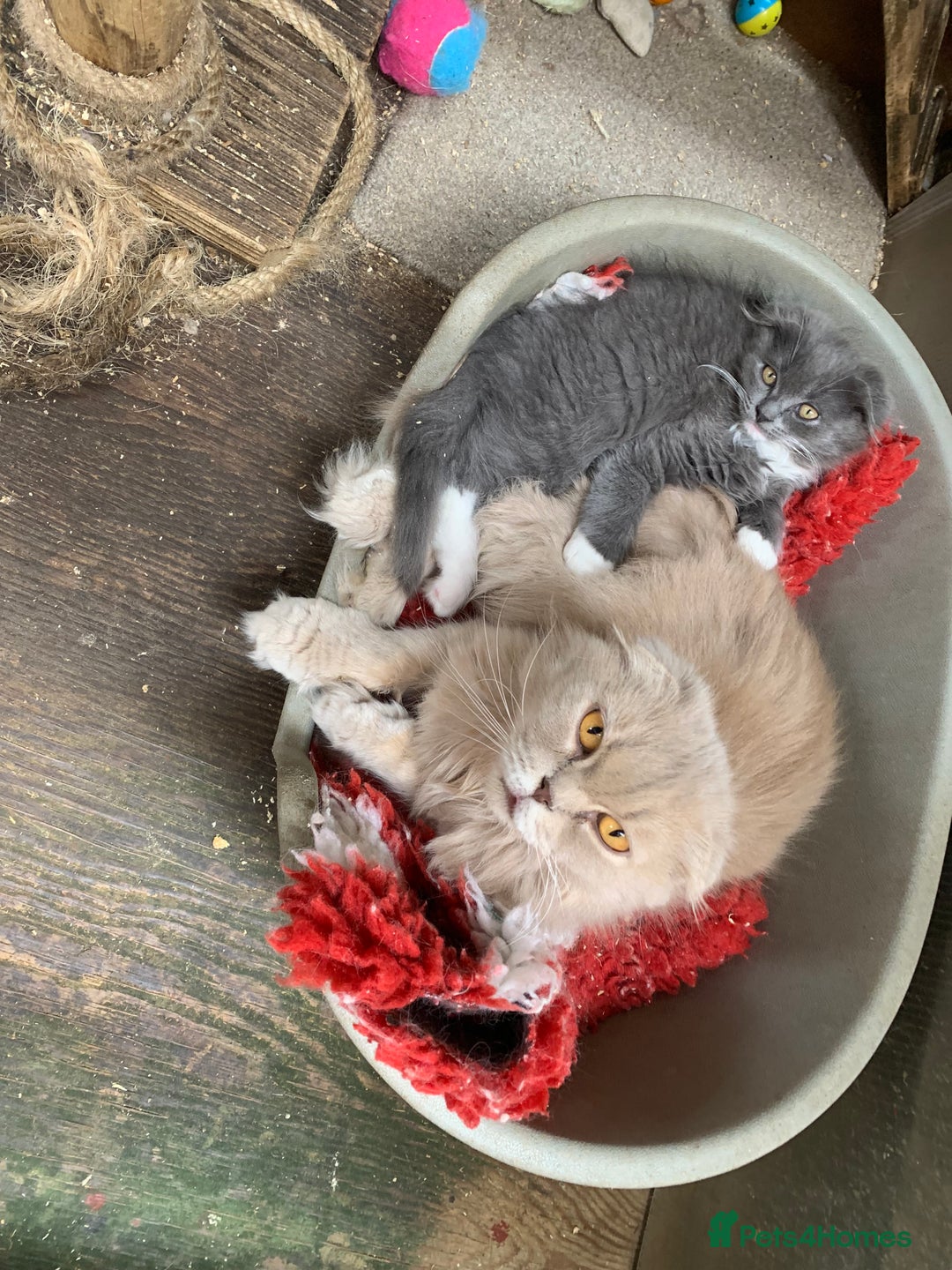 Scottish Fold cats for sale: Scottish fold  - Image 4
