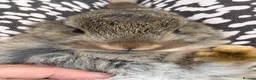 Netherland Dwarf rabbits for sale: Agouti Netherland Dwarf - Advert 4
