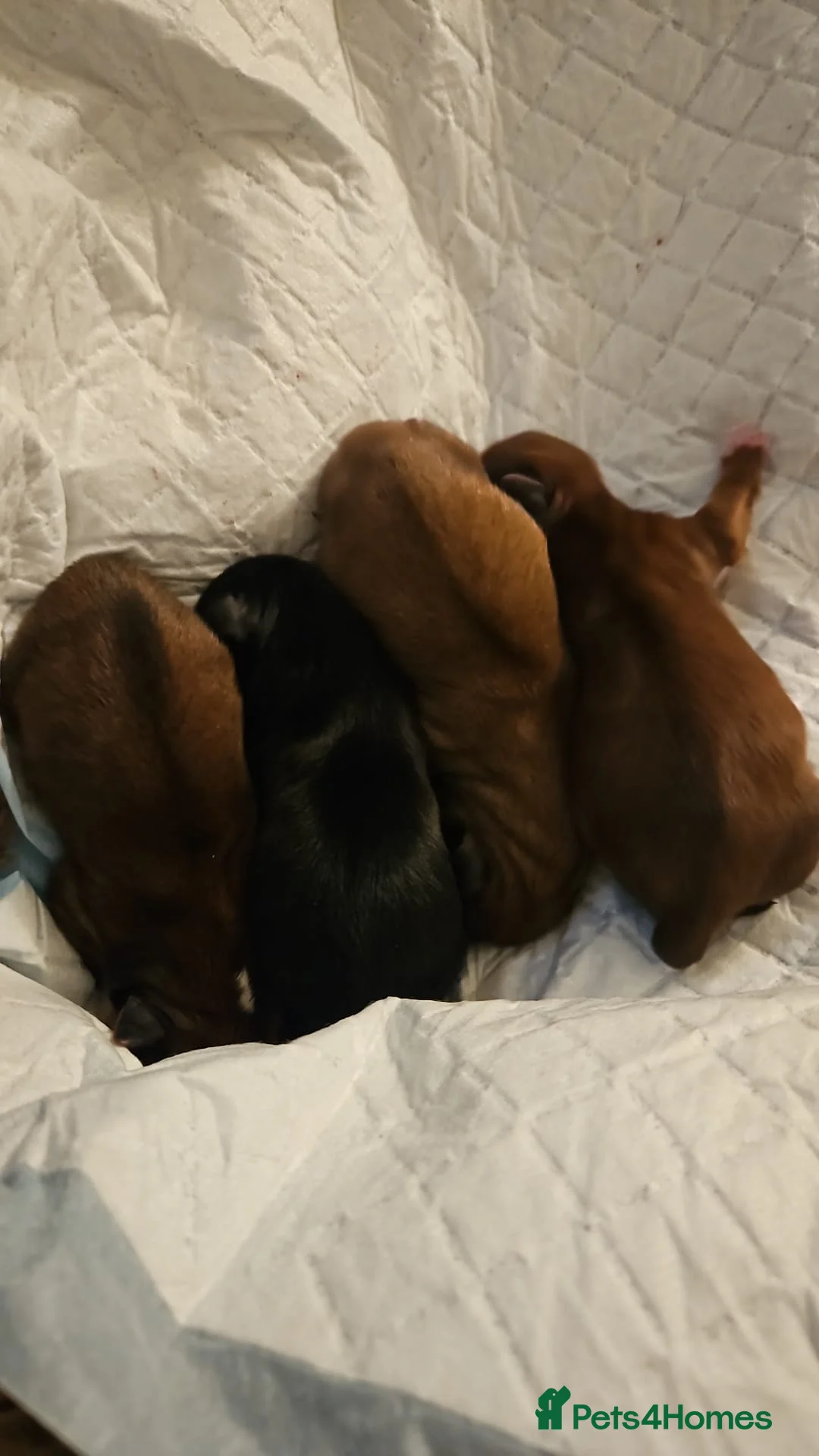 Lhasa Apso dogs for stud: Gorgeous proven pedigree Lhasa Apso for stud in Pontefract - Advert 20