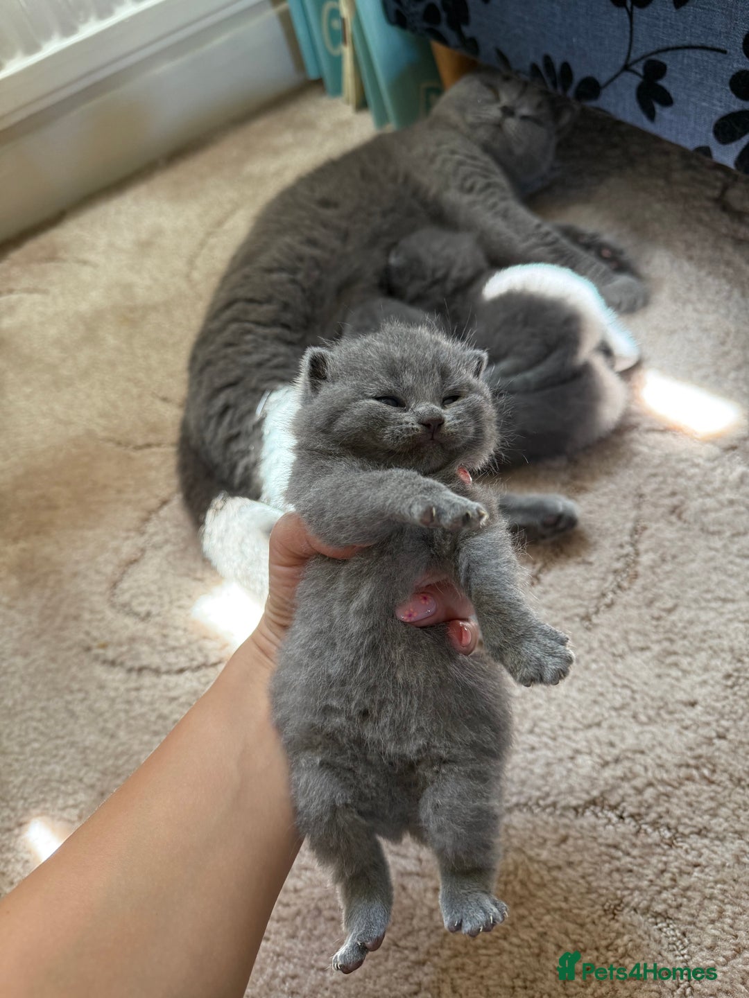 British Shorthair cats for sale: British Shorthair kittens for sale  - Image 3