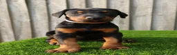 Dobermann dogs for sale: Quality European Dobermann Puppies - 2 Remaining - Advert 8