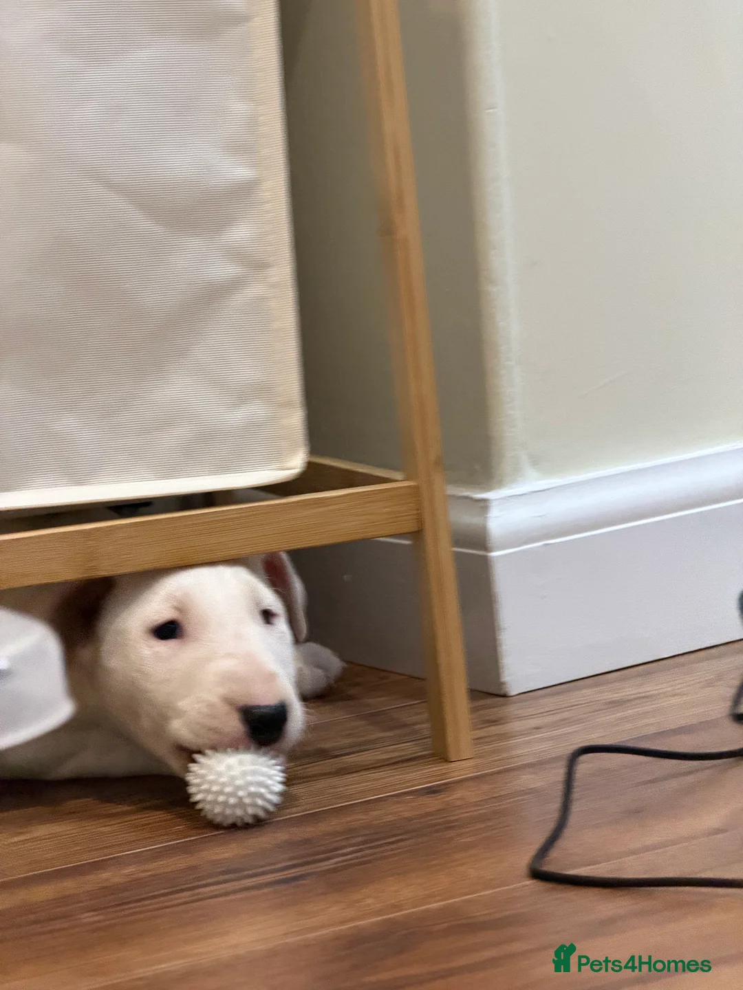 English Bull Terrier dogs for sale: CH BLOODLINE TOP BULL TERRIER PUPPIES - Advert 7