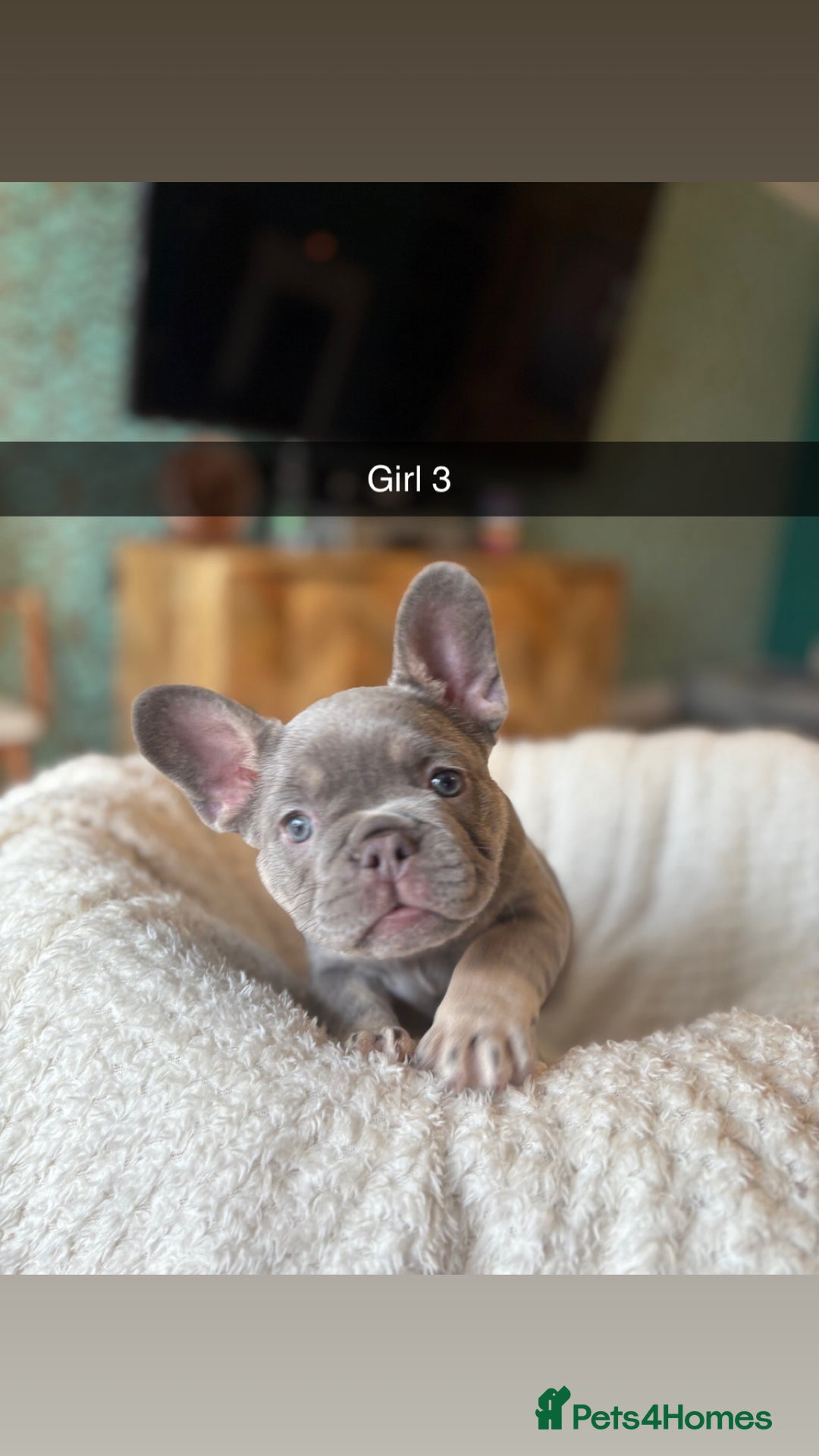 French Bulldog dogs for sale: Reduced French Bulldogs - Advert 10