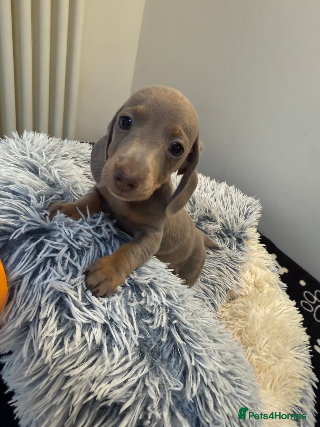 Miniature Dachshund dogs for sale: Beautiful smoothed haired miniature Dachshunds - Advert 15
