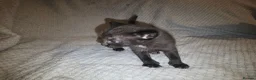 Mixed Breed cats for sale: 5 beautiful kittens  - Advert 12