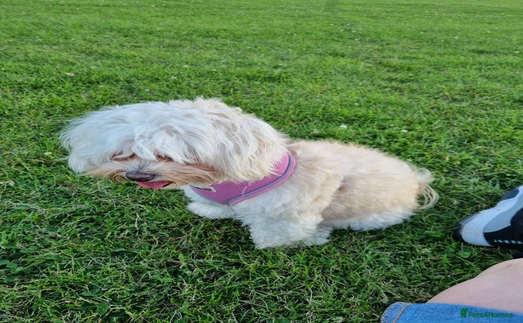 Maltese dogs - Advert 1