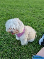 Maltese dogs - Advert 15