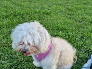 Maltese dogs for sale - Advert 1