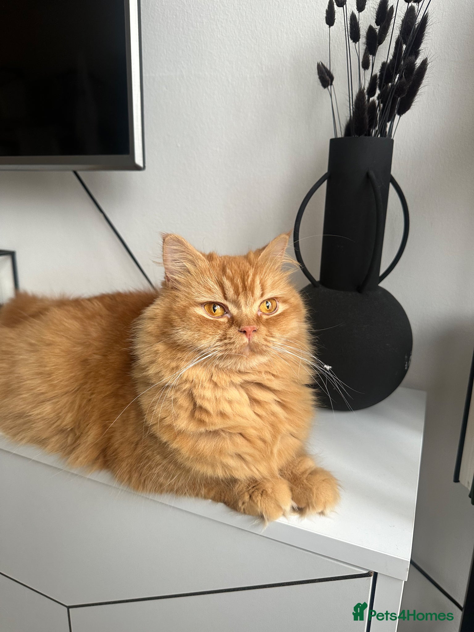 British Longhair cats Rare red female for sale  - Advert 2