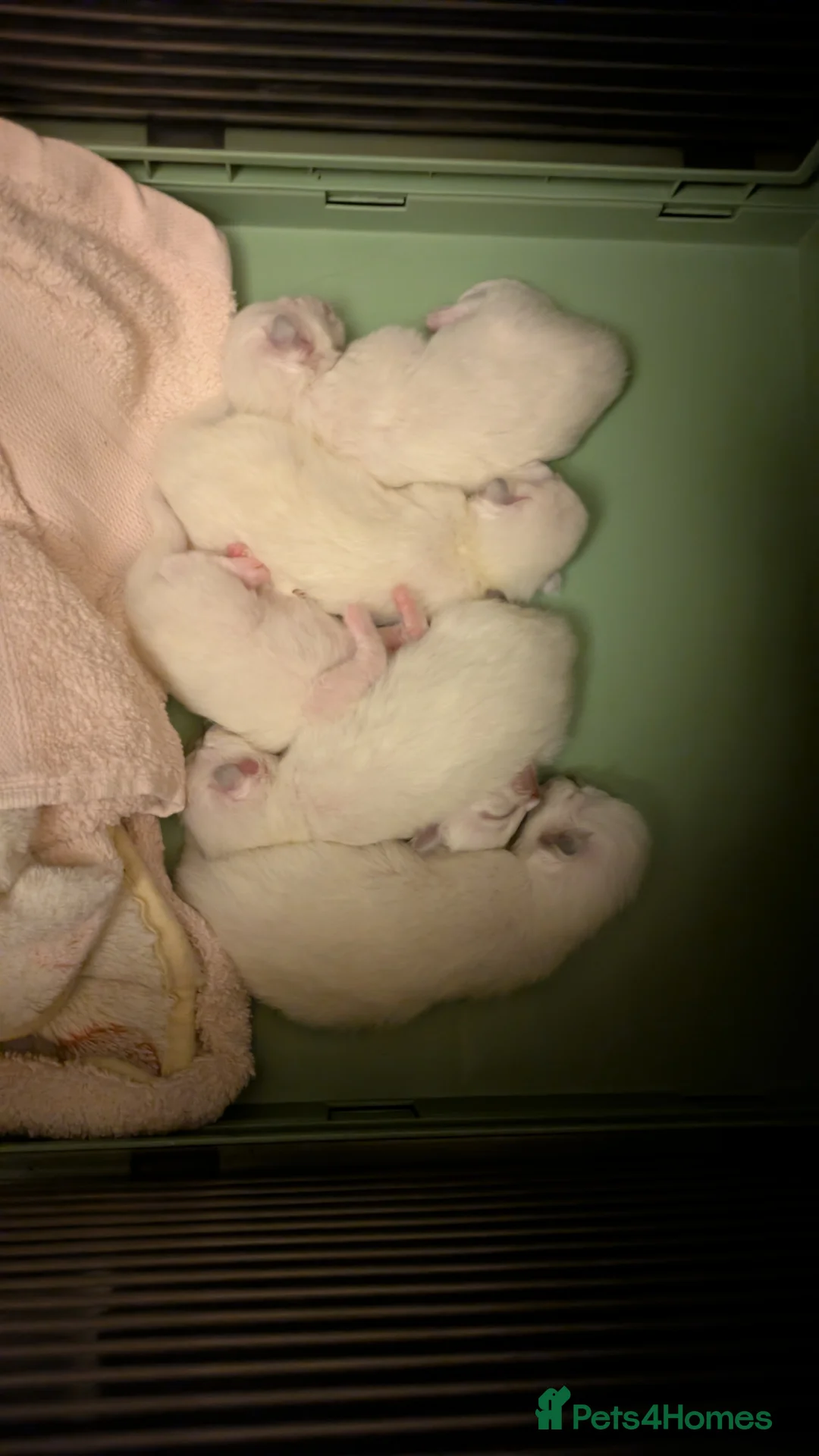 Ragdoll cats for sale: Pedigree dna tested ragdoll kittens - Advert 2