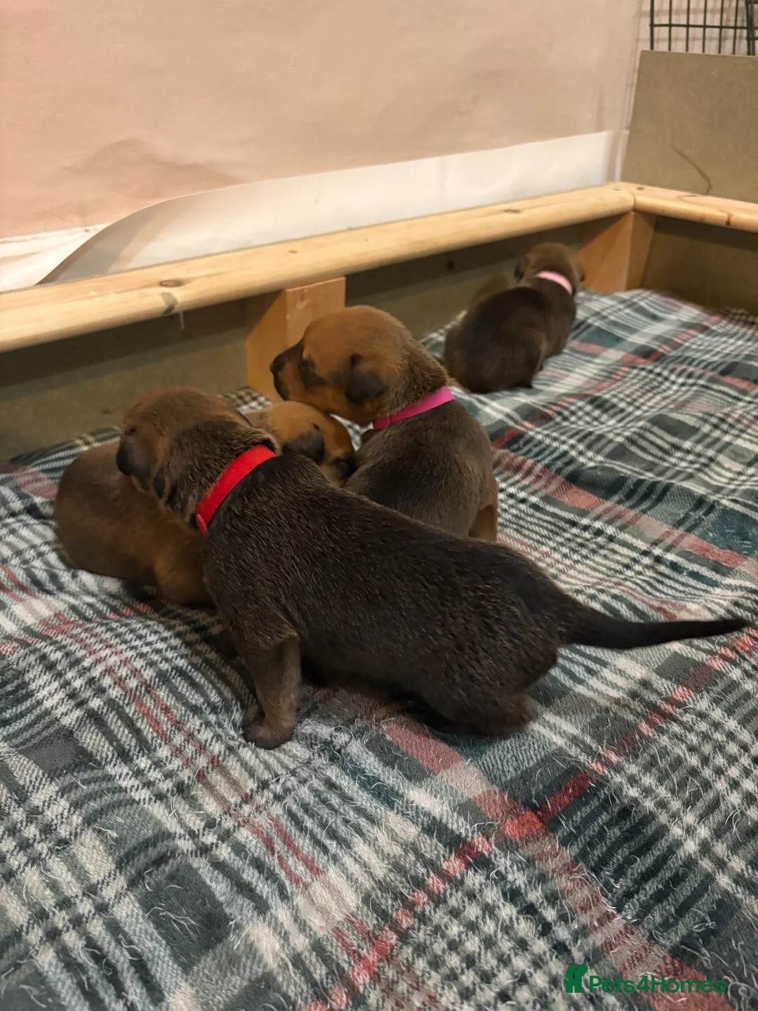 Mixed Breed dogs for sale: Rotty Lurcher  - Advert 2