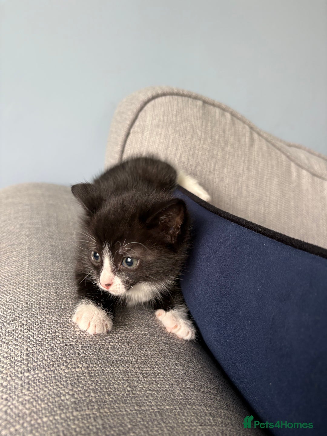 Domestic Shorthair cats for sale: 2 Kittens available  - Image 2