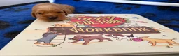 Golden Retriever dogs for sale: KC reg working golden retriever boys  - Advert 34