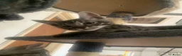 Mixed Breed cats for sale: Savannah x Domestic Black Tom Cat - Advert 7