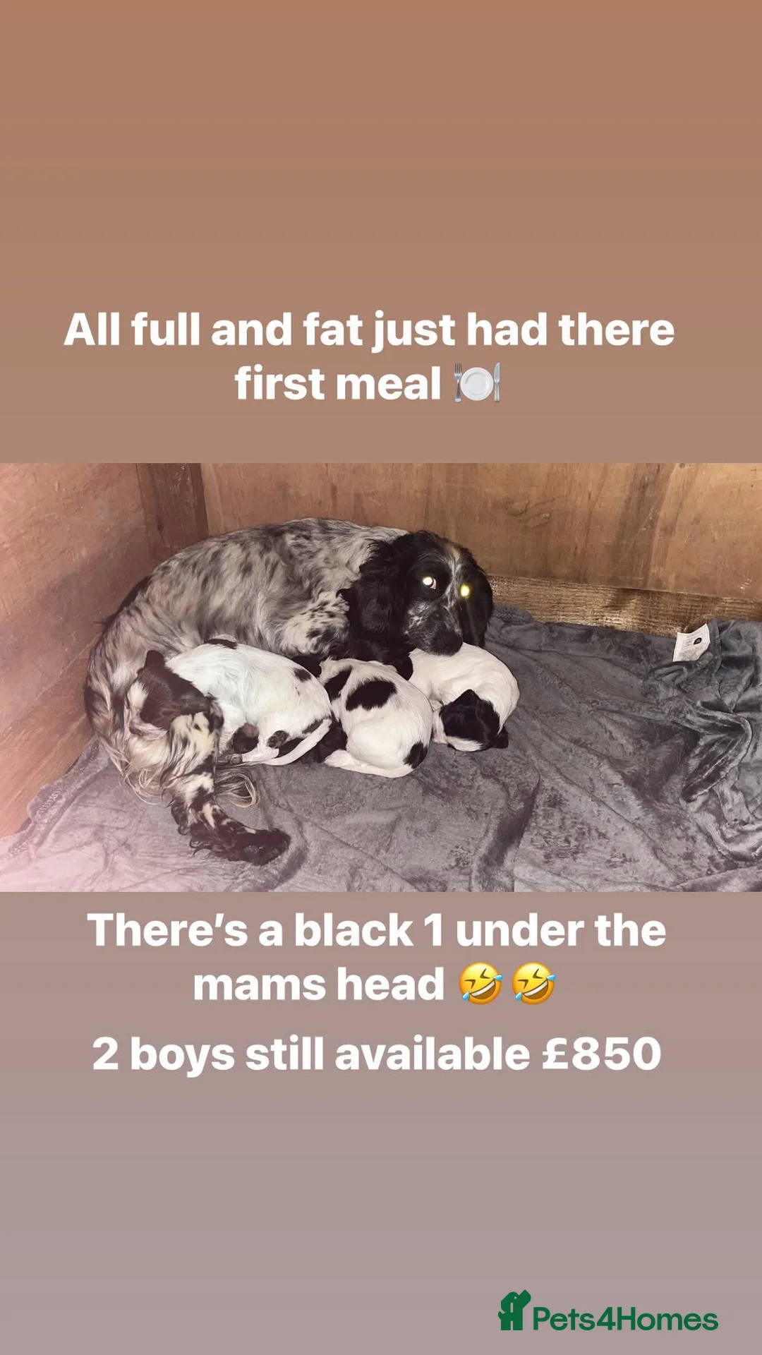 Cocker Spaniel dogs for sale: 2 male cocker spaniels puppies left - Advert 1