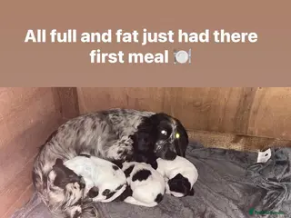 Cocker Spaniel dogs 2 male cocker spaniels puppies left - Advert 2