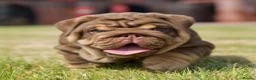 English Bulldog dogs for sale: EPIC BULLYZ PUPS - Advert 13