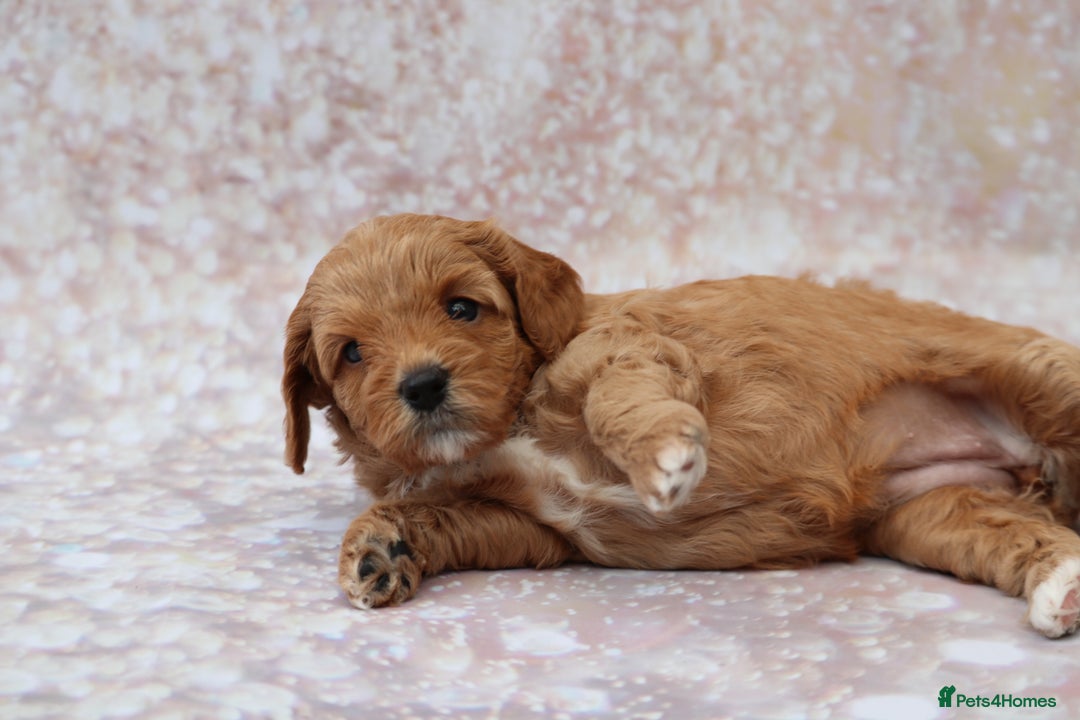 Cavapoo dogs for sale: Cavapoo  - Image 29