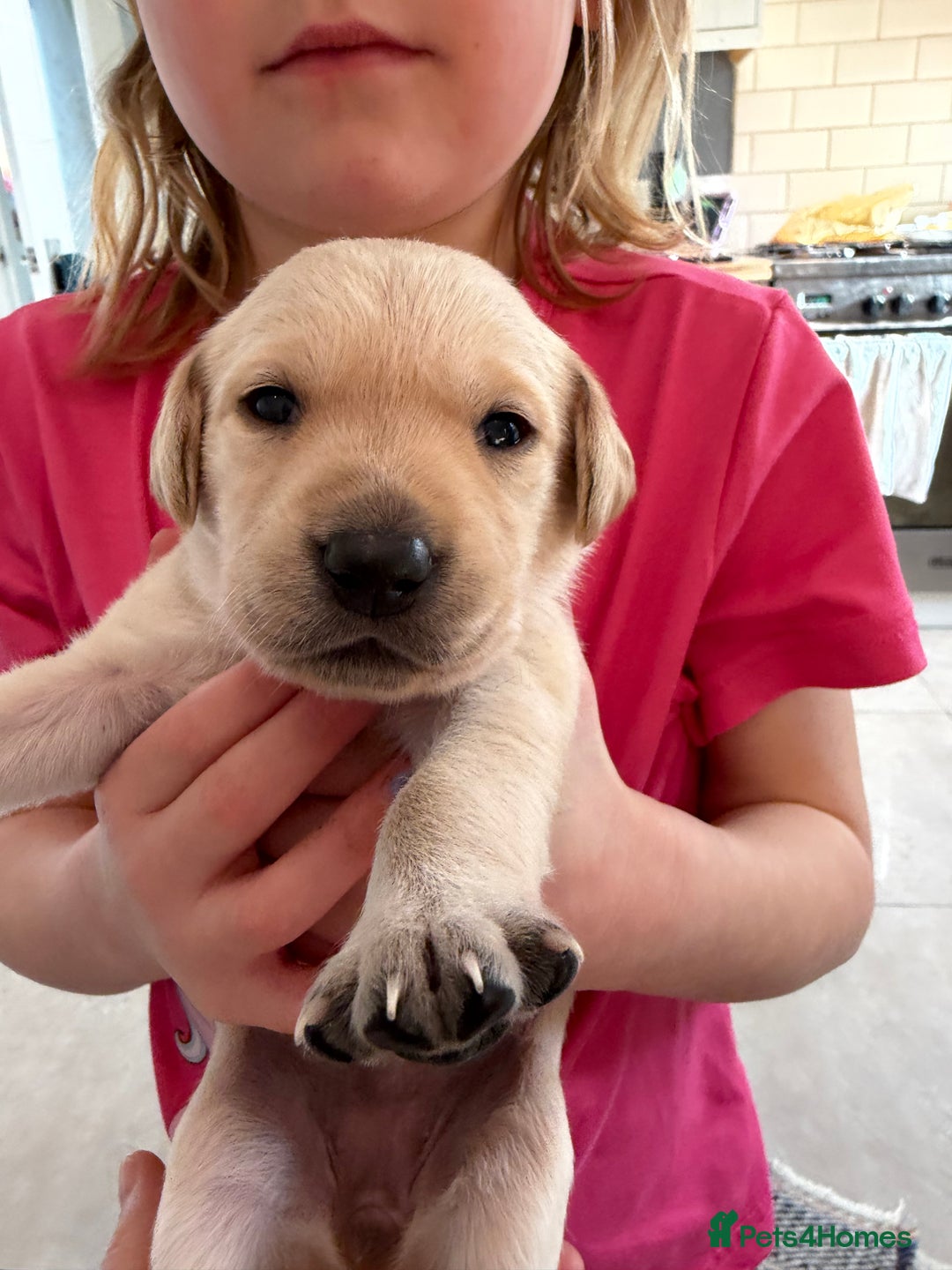 Labrador Retriever dogs for sale: Only 2 golden girls left! Ready for forever homes! - Advert 23