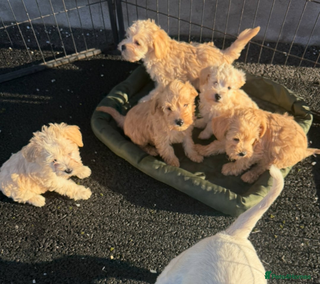 Mixed Breed dogs for sale: Toy/Mini Schnoodle Puppies  - Advert 6
