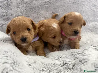 Maltipoo dogs Beautiful Tiny Maltipoo Tree girls 🐶🐾💝💝💝 - Advert 4