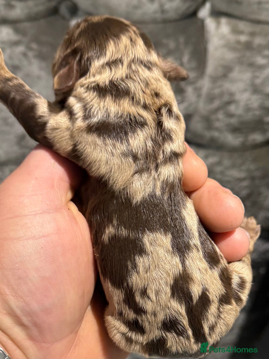 Cockapoo dogs for sale: Beautiful chocolate merle cockapoos  - Image 1