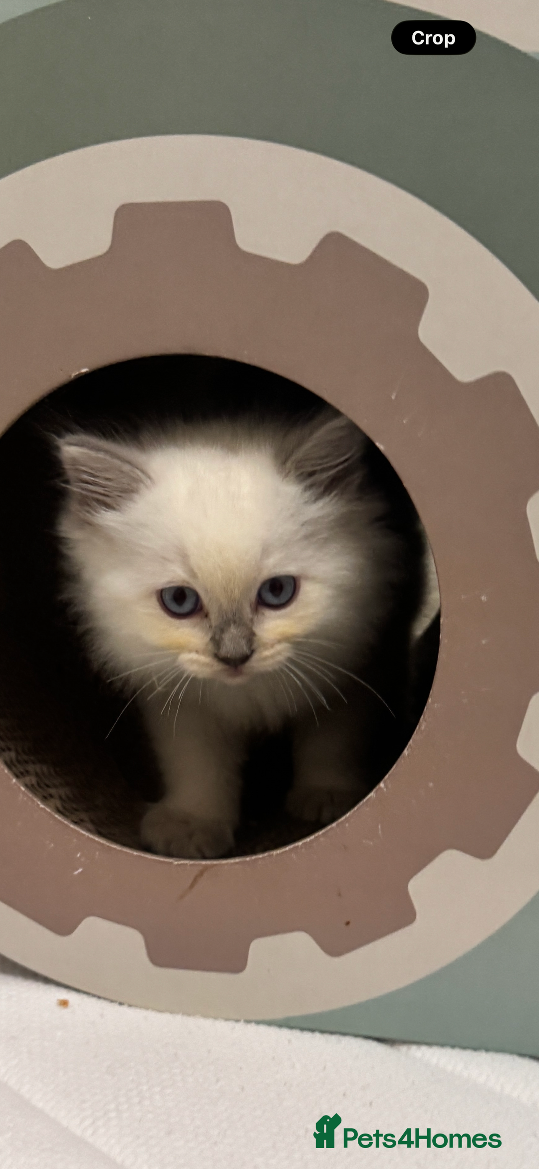 Ragdoll cats for sale: GCCF reg , Rare and milky white Lilac kittens  - Advert 9
