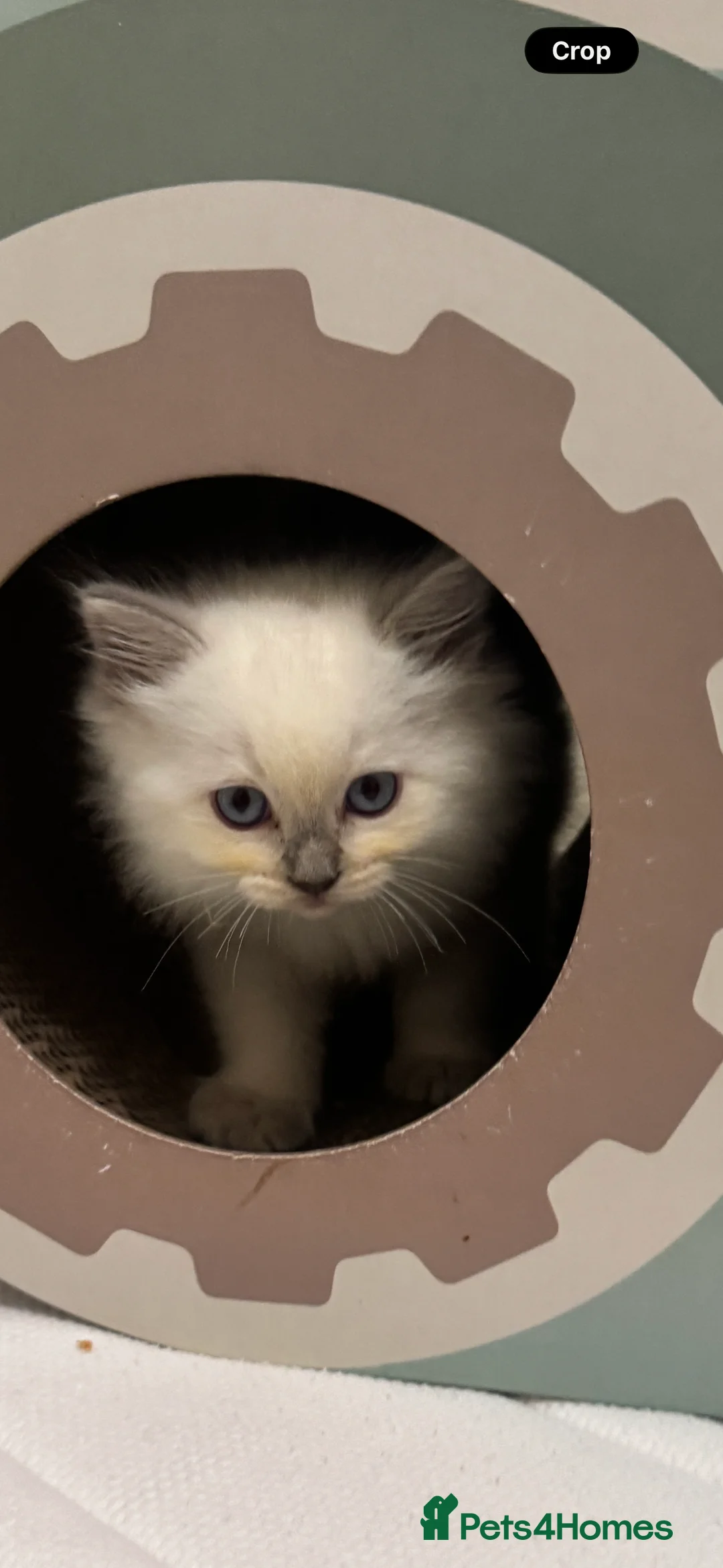 Ragdoll cats for sale: GCCF reg , Rare and icy  white Lilac kittens  - Advert 9