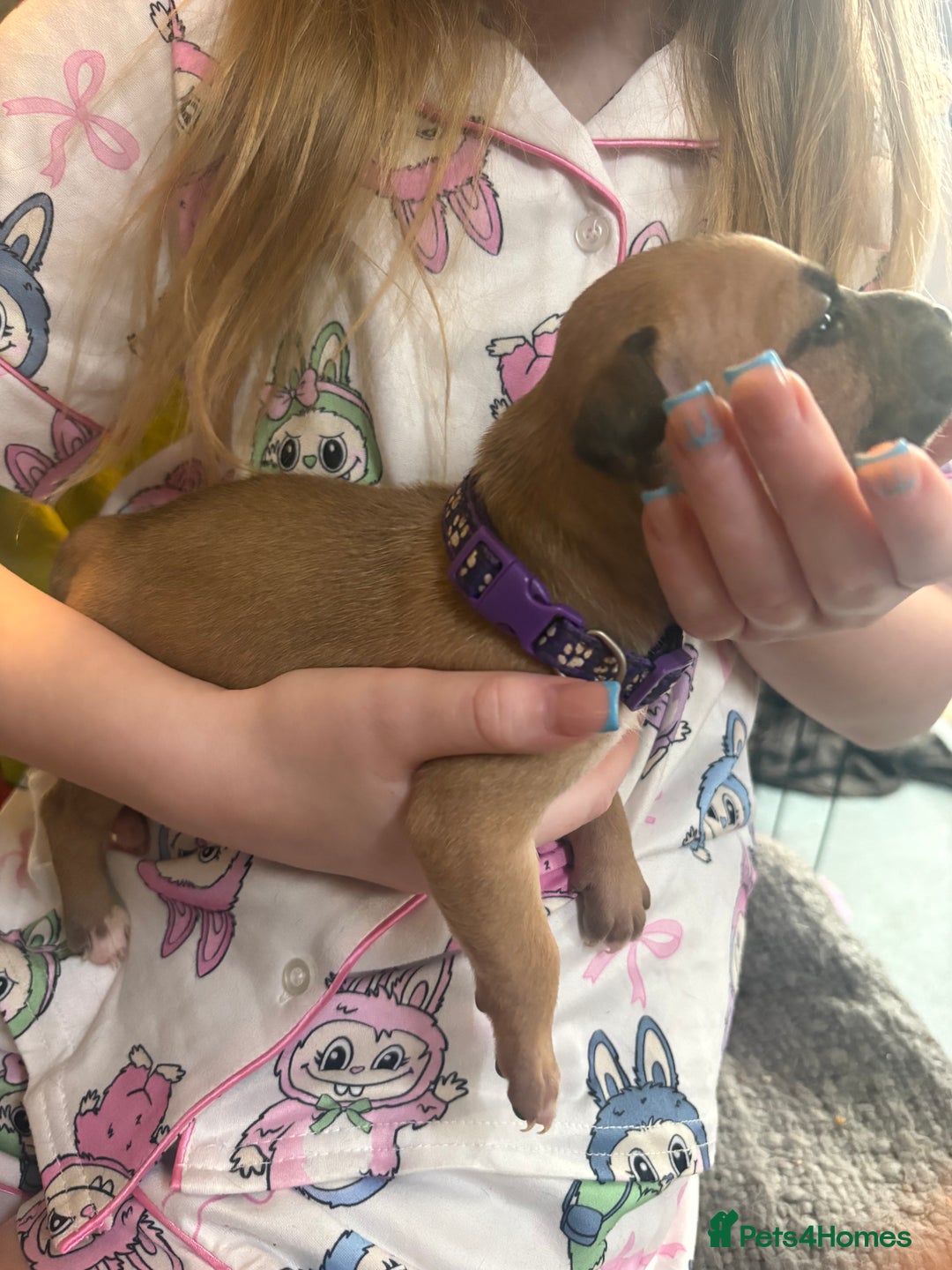 Mixed Breed dogs for sale: Staffy pups - Advert 22