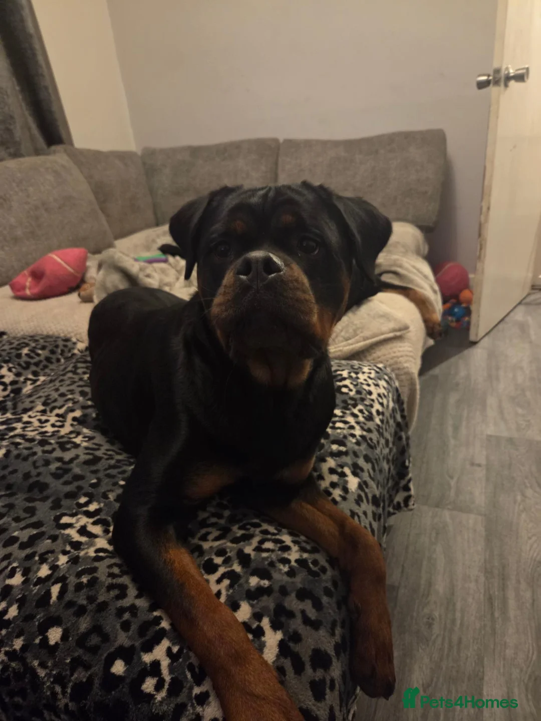 Rottweiler dogs for sale: 14 month old Rottweiler  - Advert 4