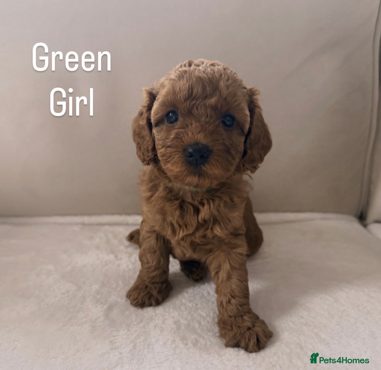 Cavapoo dogs Cavapoos 5 star licensed breeder - Advert 3