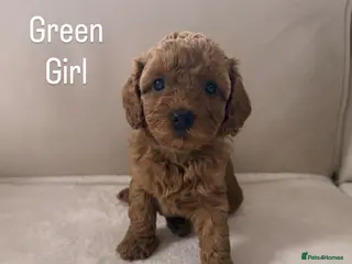 Cavapoo dogs Cavapoos 5 star licensed breeder - Advert 3