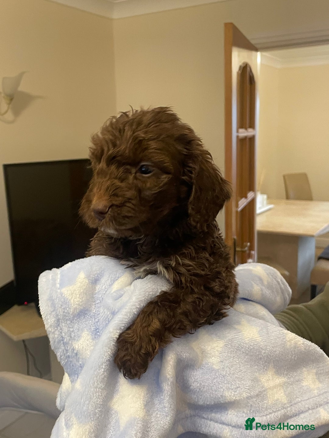 Cockapoo dogs for sale: 🐾 Beautiful Cockapoo Puppies for Sale 🐾 - Advert 5