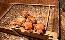 Labrador Retriever dogs for sale: Yellow/red Labrador puppies  - Image 17