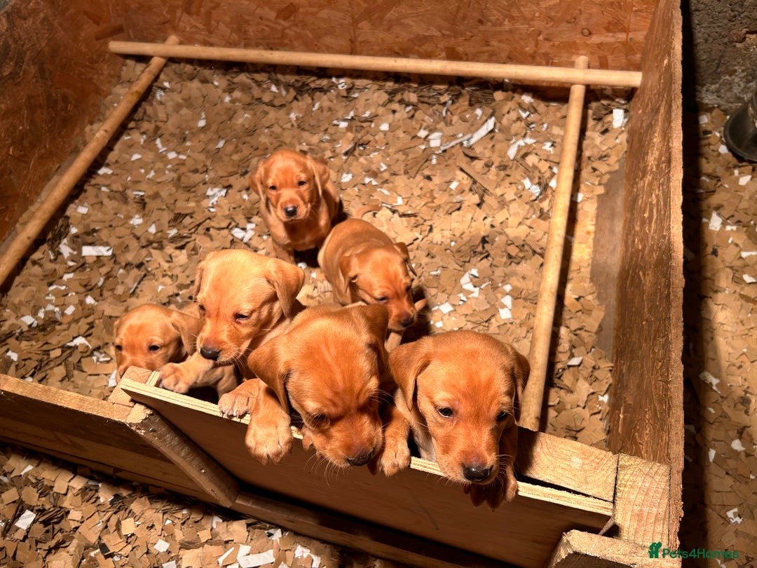 Labrador Retriever dogs for sale: Yellow/red Labrador puppies  - Image 17