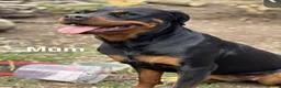 Rottweiler dogs for sale: READY TO GO! Rottweiler puppies  - Advert 5