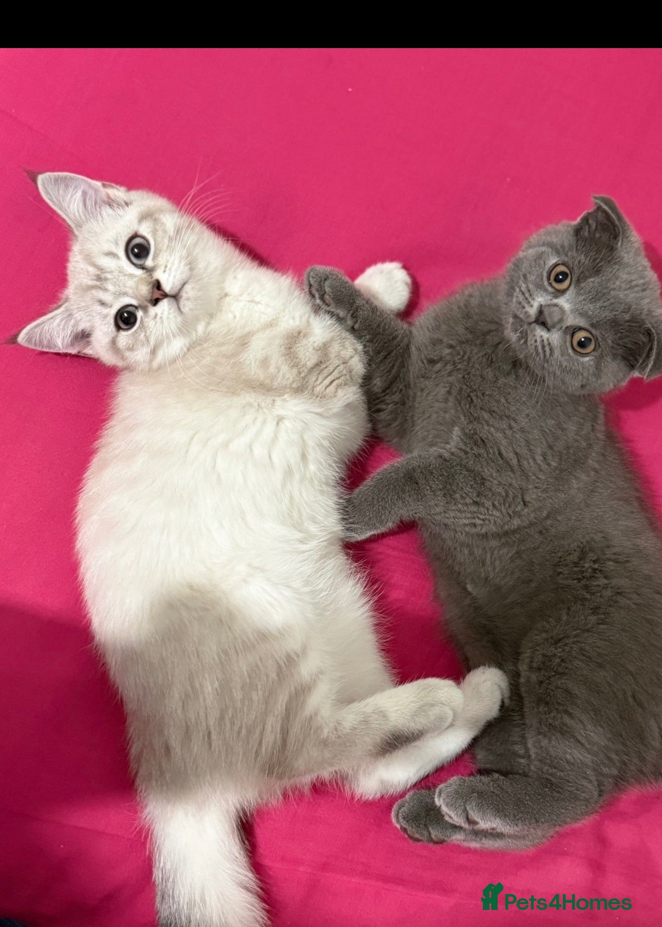 Scottish Fold cats Beautiful Scottish Fold&Straight Kittens–Ready Now - Advert 3
