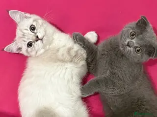 Scottish Fold cats Beautiful Scottish Fold&Straight Kittens–Ready Now - Advert 3