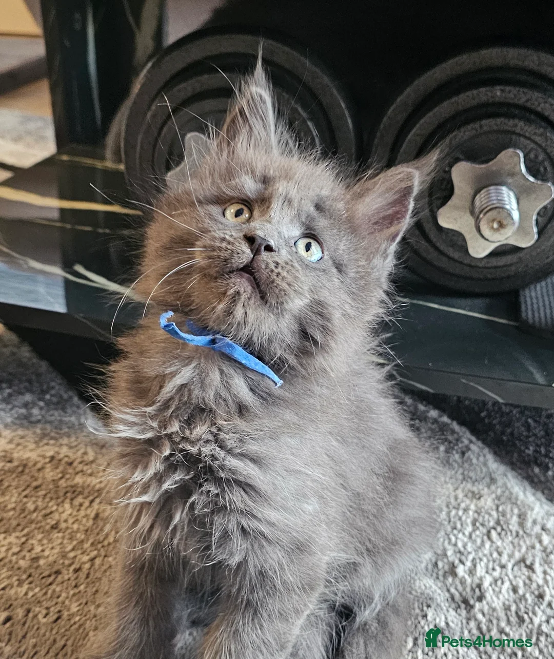 Maine Coon cats for sale: 🔥*STUNNING Litter of 6 Solid*💎*Blue Maine Coon💎 - Advert 21