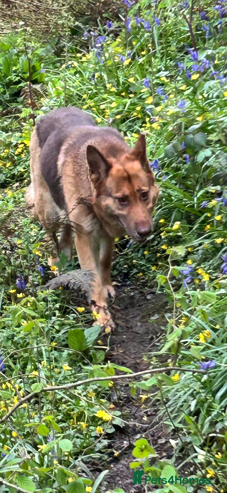 German Shepherd dogs German shepherd adult female  - Advert 7