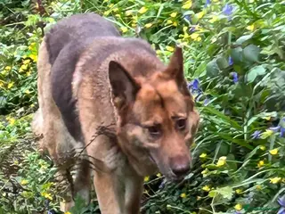 German Shepherd dogs German shepherd adult female - Advert 2